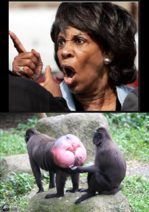 image tagged in angry maxine waters,baboon bottom | made w/ Imgflip meme maker