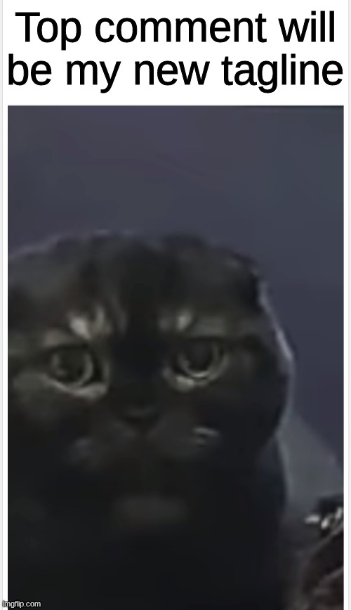 Debt Cat with Caption | Top comment will be my new tagline | image tagged in debt cat with caption | made w/ Imgflip meme maker