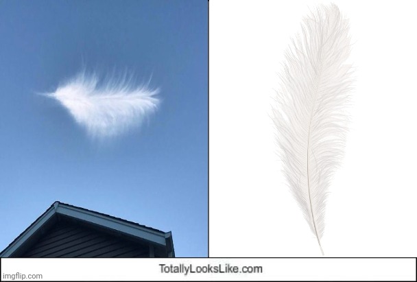 Cloud feather lookalike | image tagged in totally looks like,cloud,feather,lookalike,memes,feathers | made w/ Imgflip meme maker