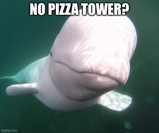 Beluga stare | NO PIZZA TOWER? | image tagged in beluga stare | made w/ Imgflip meme maker