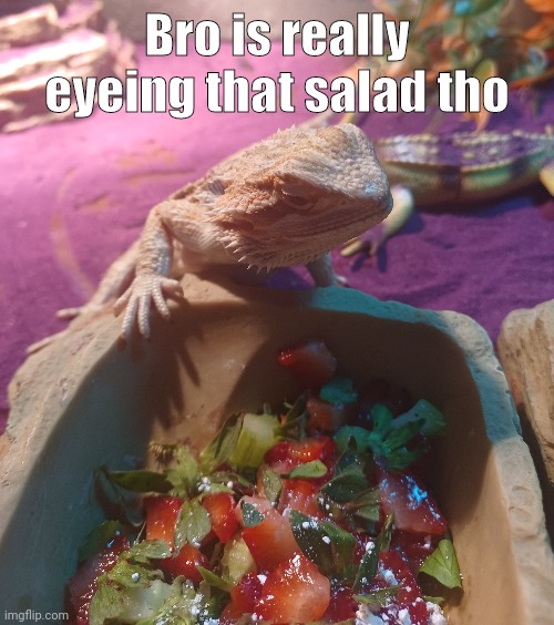 Yum yum | Bro is really eyeing that salad tho | image tagged in bearded dragon,salad,cute,lizard,reptile | made w/ Imgflip meme maker