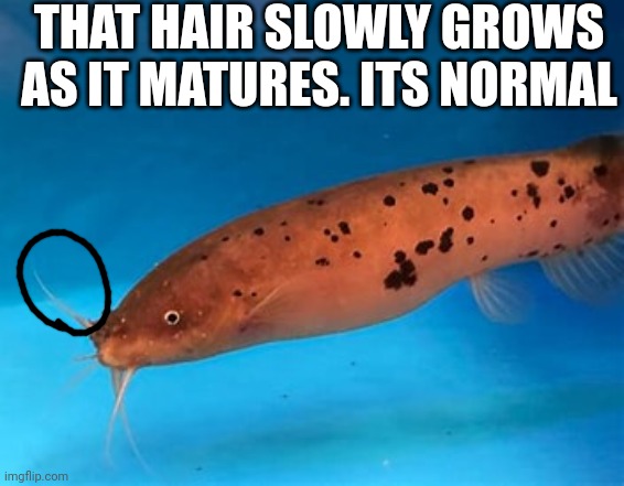 THAT HAIR SLOWLY GROWS AS IT MATURES. ITS NORMAL | made w/ Imgflip meme maker