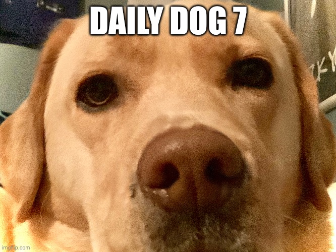 7 | DAILY DOG 7 | image tagged in bad pun dog | made w/ Imgflip meme maker