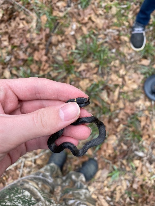 This is a ringneck snake I found on Saturday | image tagged in snake,snek,outside,cute | made w/ Imgflip meme maker