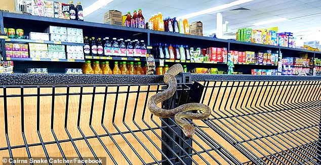 snake grocery Blank Meme Template