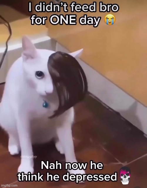 bro ? | image tagged in cat | made w/ Imgflip meme maker