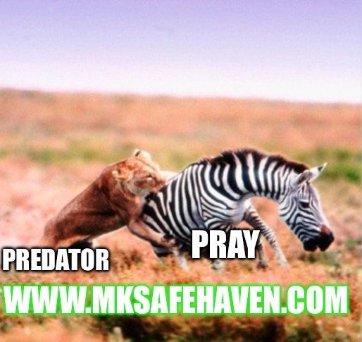 Lion Hunt | PRAY; PREDATOR; WWW.MKSAFEHAVEN.COM | image tagged in lion hunt | made w/ Imgflip meme maker