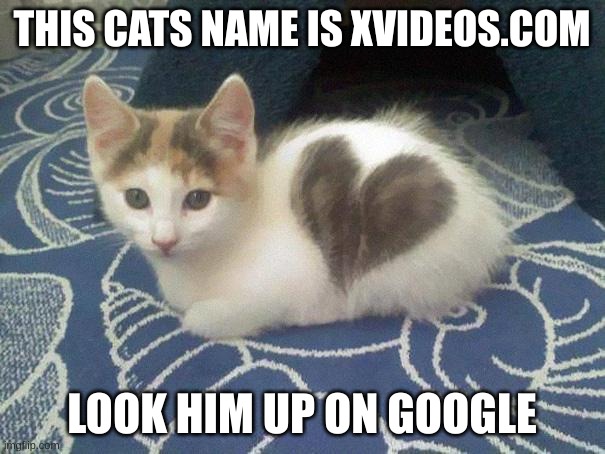 cute cat heart | THIS CATS NAME IS XVIDEOS.COM LOOK HIM UP ON GOOGLE | image tagged in cute cat heart | made w/ Imgflip meme maker