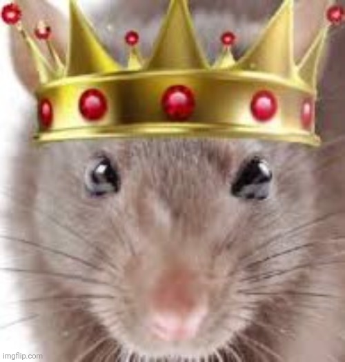 rat king | image tagged in rat king | made w/ Imgflip meme maker