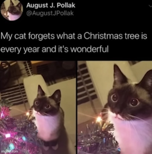 image tagged in christmas,cats | made w/ Imgflip meme maker