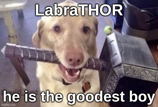 LabraTHOR; he is the goodest boy | made w/ Imgflip meme maker