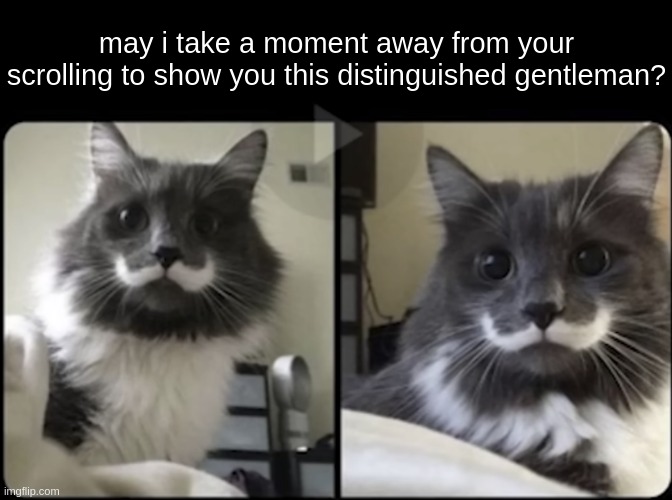 may i take a moment away from your scrolling to show you this distinguished gentleman? | image tagged in moustache | made w/ Imgflip meme maker