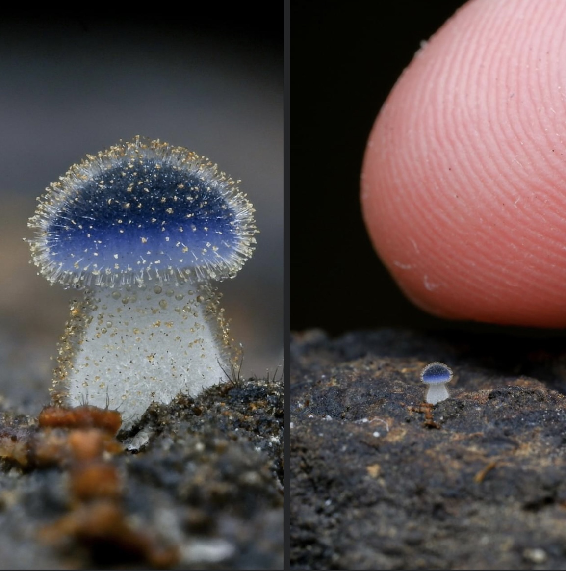High Quality Tiny weird mushroom v finger Blank Meme Template