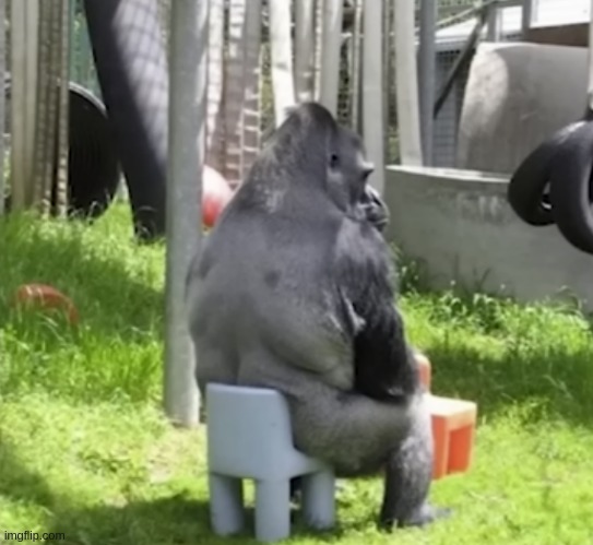 High Quality Gorilla on a comically smol chair Blank Meme Template