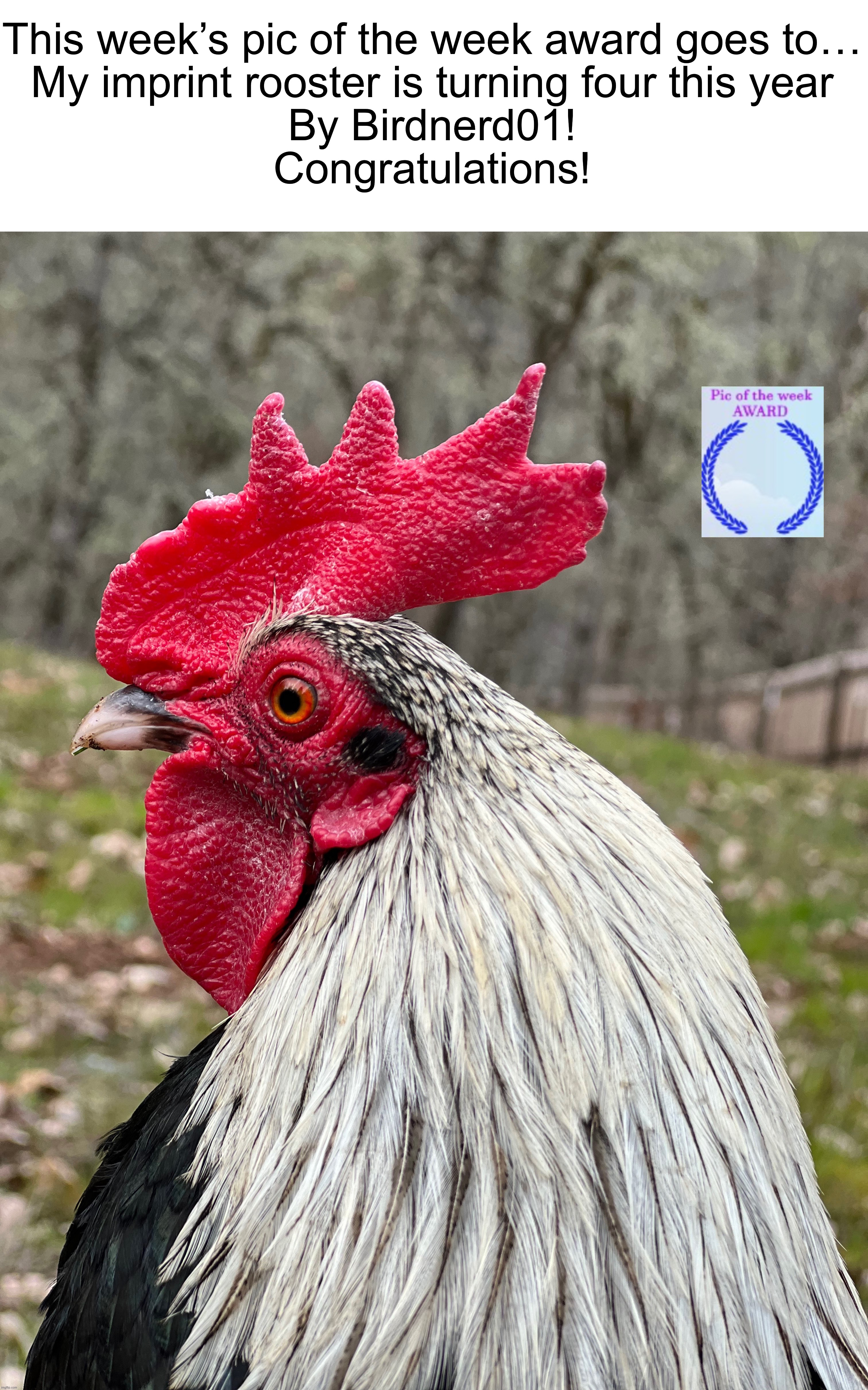 My imprint rooster is turning four this year by @Birdnerd01 https://imgflip.com/i/7f3fbb | This week’s pic of the week award goes to…
My imprint rooster is turning four this year
By Birdnerd01!
Congratulations! | image tagged in share your own photos | made w/ Imgflip meme maker