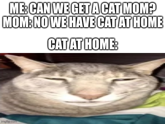 cat at home |  ME: CAN WE GET A CAT MOM?
MOM: NO WE HAVE CAT AT HOME; CAT AT HOME: | image tagged in cat,funny memes,memes,oh wow are you actually reading these tags,why are you reading the tags,stop reading the tags | made w/ Imgflip meme maker