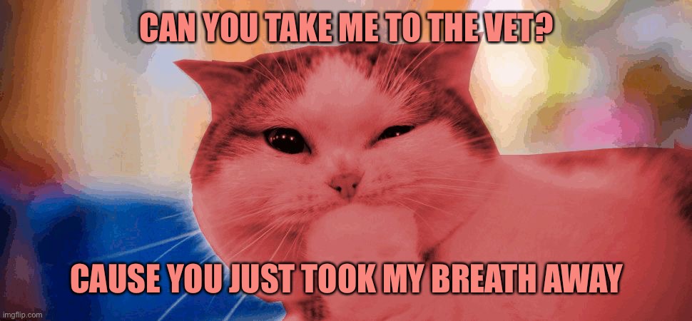 Right meow | CAN YOU TAKE ME TO THE VET? CAUSE YOU JUST TOOK MY BREATH AWAY | image tagged in raycat laughing,memes,raycat | made w/ Imgflip meme maker