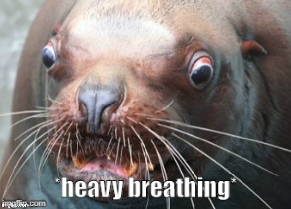 heavy breathing sealion | image tagged in heavy breathing sealion | made w/ Imgflip meme maker