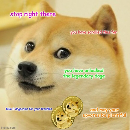 Thx for 1000 | stop right there; you have scrolled this far; you have unlocked the legendary doge; take 2 dogecoins for your troubles; and may your upvotes be plentiful | image tagged in memes,doge | made w/ Imgflip meme maker