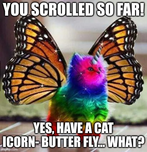 whaT?!/1?? | YOU SCROLLED SO FAR! YES, HAVE A CAT ICORN- BUTTER FLY... WHAT? | image tagged in rainbow unicorn butterfly kitten | made w/ Imgflip meme maker