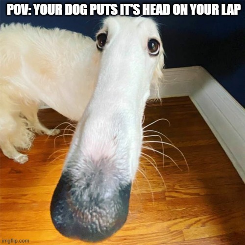 POV: your dog puts it's head on your lap | POV: YOUR DOG PUTS IT'S HEAD ON YOUR LAP | image tagged in let me do it for you | made w/ Imgflip meme maker