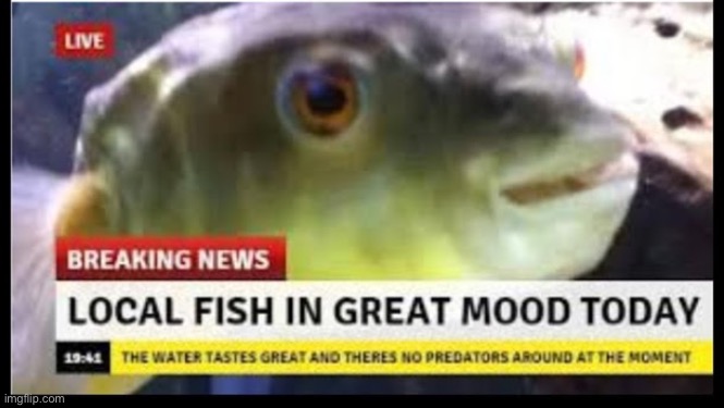 The follow up to local potato happy today | image tagged in memes,funny,local potato happy today,fish,if you read the tags comment fishy | made w/ Imgflip meme maker