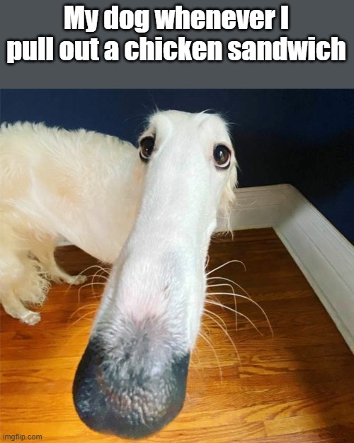Chicken Sandwich. | My dog whenever I pull out a chicken sandwich | image tagged in let me do it for you,dogs,funny memes | made w/ Imgflip meme maker