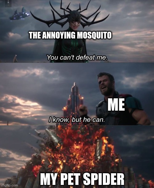 You can't defeat me | THE ANNOYING MOSQUITO; ME; MY PET SPIDER | image tagged in you can't defeat me | made w/ Imgflip meme maker