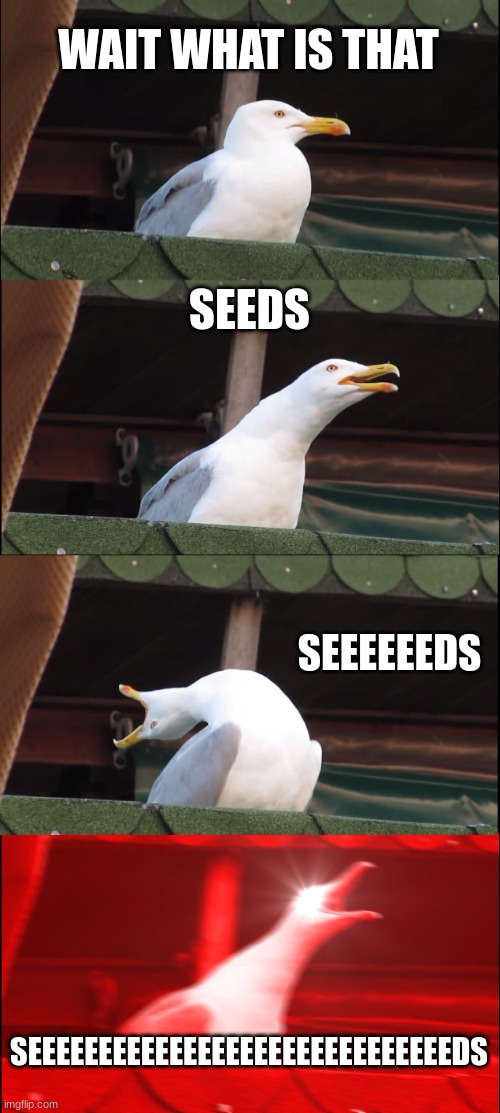 SEEEEEEEEEEEEEEEEEEEDS | WAIT WHAT IS THAT; SEEDS; SEEEEEEDS; SEEEEEEEEEEEEEEEEEEEEEEEEEEEEEEDS | image tagged in memes,inhaling seagull | made w/ Imgflip meme maker