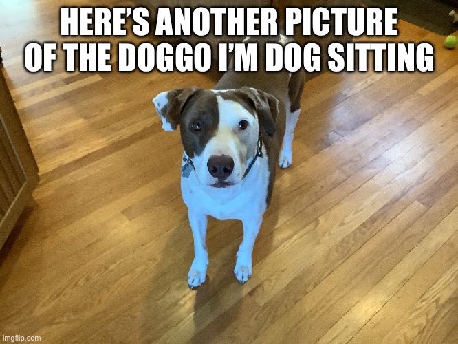 Dog | HERE’S ANOTHER PICTURE OF THE DOGGO I’M DOG SITTING | image tagged in memes | made w/ Imgflip meme maker