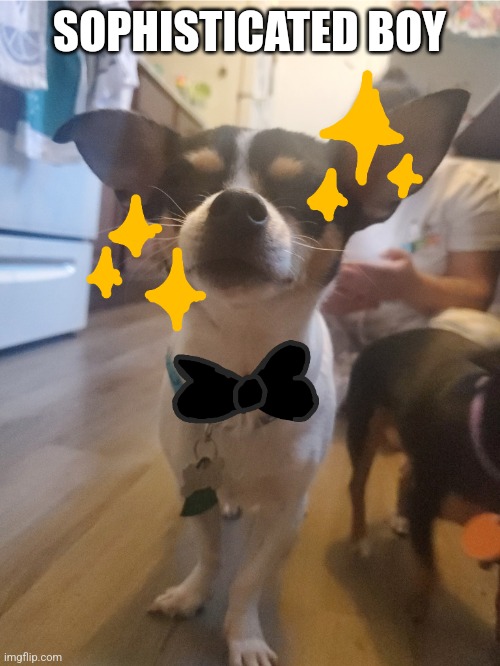 Please dont make r34 of my dog | SOPHISTICATED BOY | made w/ Imgflip meme maker