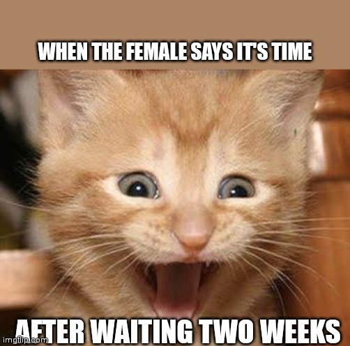 Excited Cat |  WHEN THE FEMALE SAYS IT'S TIME; AFTER WAITING TWO WEEKS | image tagged in memes,excited cat | made w/ Imgflip meme maker