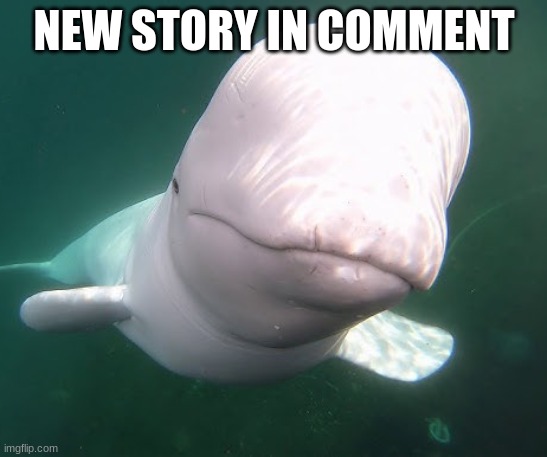 Mod note: say "where story" if you are retarded | NEW STORY IN COMMENT | image tagged in beluga stare | made w/ Imgflip meme maker