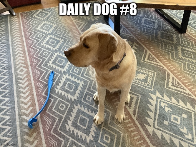 We’ve been doing daily dogs for over a week!!!!!! | DAILY DOG #8 | image tagged in dogs | made w/ Imgflip meme maker