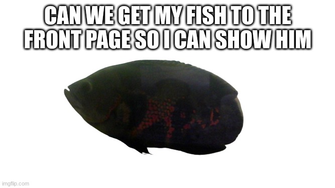 Julie the Oscar Cichlid Fish | CAN WE GET MY FISH TO THE FRONT PAGE SO I CAN SHOW HIM | image tagged in jimmy the oscar cichlid fish | made w/ Imgflip meme maker