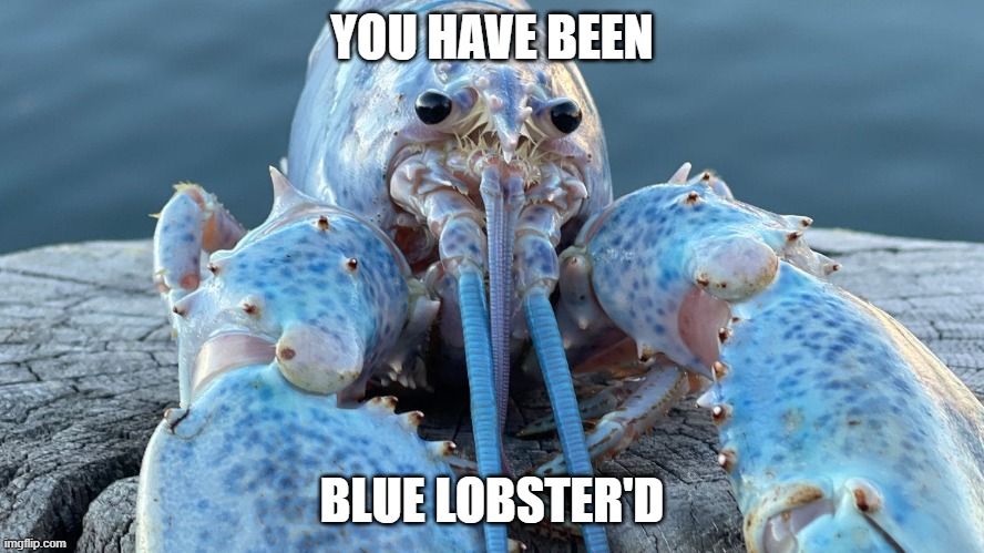 You just got lobster'd | YOU HAVE BEEN; BLUE LOBSTER'D | image tagged in blue lobster | made w/ Imgflip meme maker