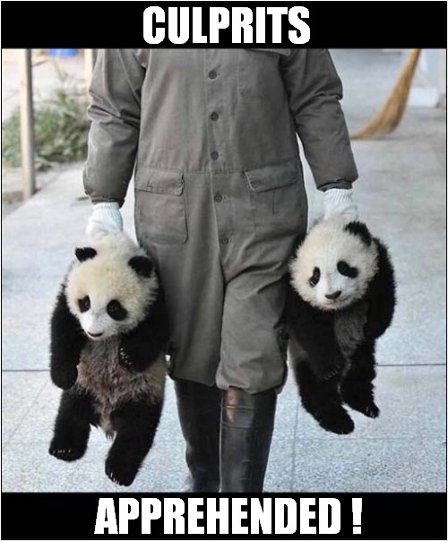 Criminal Pandas ! | CULPRITS; APPREHENDED ! | image tagged in criminal,pandas,apprehended | made w/ Imgflip meme maker