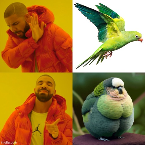 yes | image tagged in memes,bird,birb | made w/ Imgflip meme maker