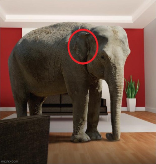 Elephant In The Room | image tagged in elephant in the room | made w/ Imgflip meme maker