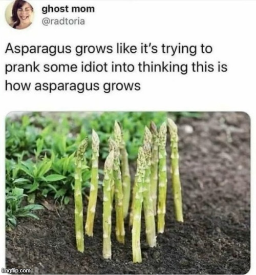 image tagged in asparagus,grow,prank | made w/ Imgflip meme maker