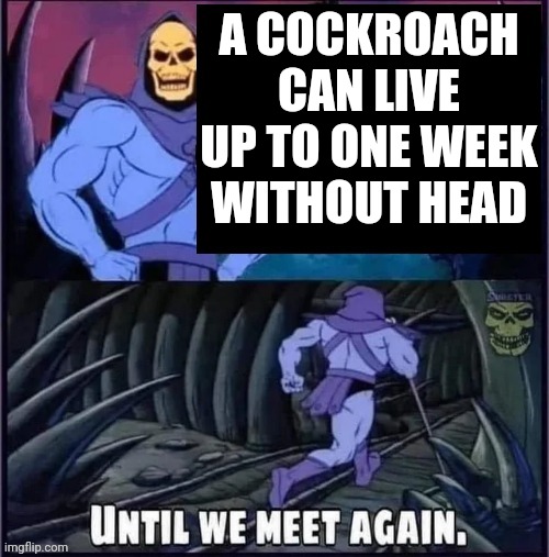 One more reason to hate cockroaches | A COCKROACH CAN LIVE UP TO ONE WEEK WITHOUT HEAD | image tagged in fun,facts,skeletor,skeletor until we meet again,disturbing,ewwww | made w/ Imgflip meme maker