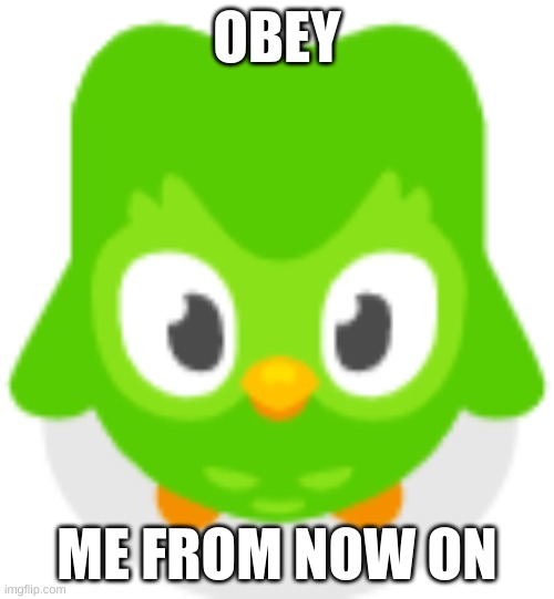 OBEY ME FROM NOW ON | OBEY; ME FROM NOW ON | image tagged in doulingo | made w/ Imgflip meme maker