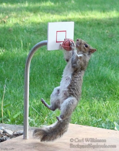Squirrel basketball | image tagged in squirrel basketball | made w/ Imgflip meme maker