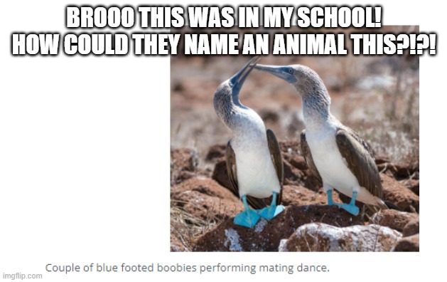 SUSSS | BROOO THIS WAS IN MY SCHOOL! HOW COULD THEY NAME AN ANIMAL THIS?!?! | image tagged in susss,bro,your mom,why are you reading the tags,geez,wow | made w/ Imgflip meme maker