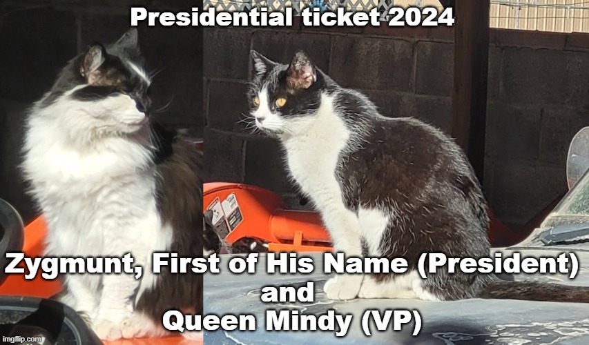 US elections 2024 | Presidential ticket 2024; Zygmunt, First of His Name (President)
and 
Queen Mindy (VP) | image tagged in not trump,not biden,cats | made w/ Imgflip meme maker
