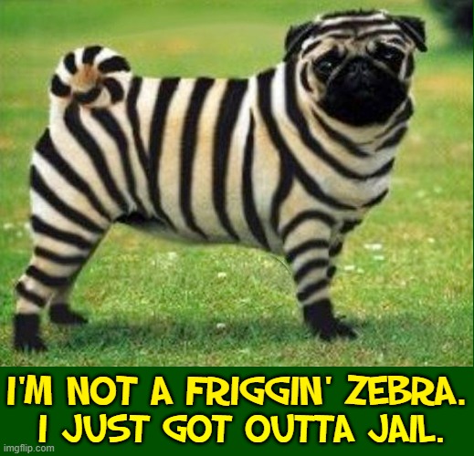 When your Dog WIns the Costume Contest you Entered | I'M NOT A FRIGGIN' ZEBRA. I JUST GOT OUTTA JAIL. | image tagged in dogs,vince vance,pugs,zebra,funny animal memes,halloween costume | made w/ Imgflip meme maker