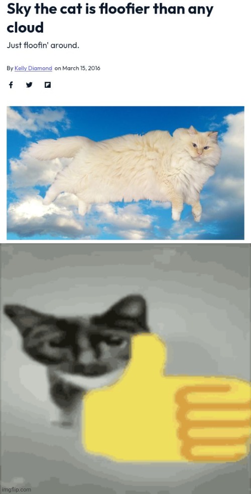 Floofy cloud cat | image tagged in cat thumbs up,cats,cat,memes,meme,cloud | made w/ Imgflip meme maker