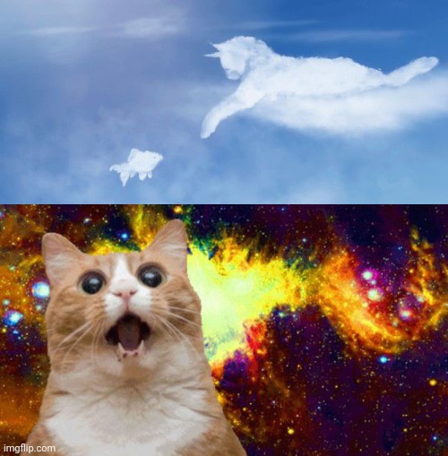 The fish and cat clouds | image tagged in amazed cat,cats,cat,fish,clouds,memes | made w/ Imgflip meme maker