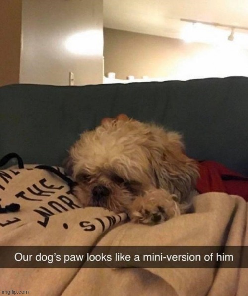 Mini him! | image tagged in dogs,memes,mini | made w/ Imgflip meme maker