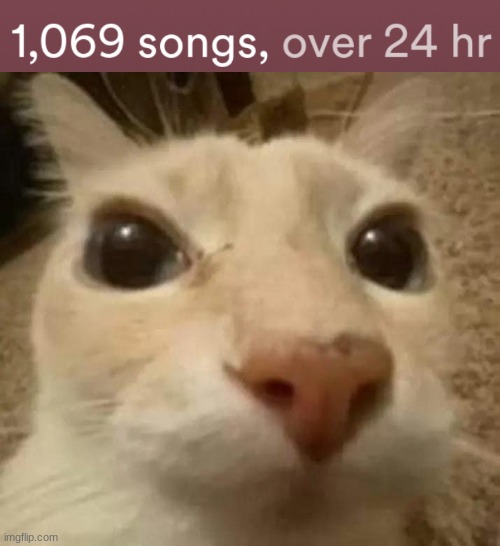 image tagged in intrusive cat | made w/ Imgflip meme maker